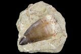 Mosasaur (Prognathodon) Tooth In Rock - Nice Tooth #105854-1